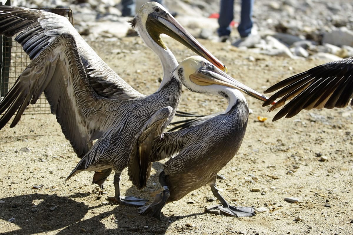 Scientists and conservation groups are worried that the crash in West Coast sardine numbers is hurting brown pelicans, but U.S.