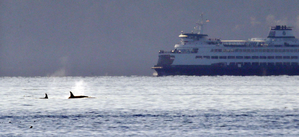 A pair of orca whales swim in view of a state ferry crossing from Bainbridge Island toward Seattle in the Puget Sound on Tuesday as seen some miles away from Seattle.