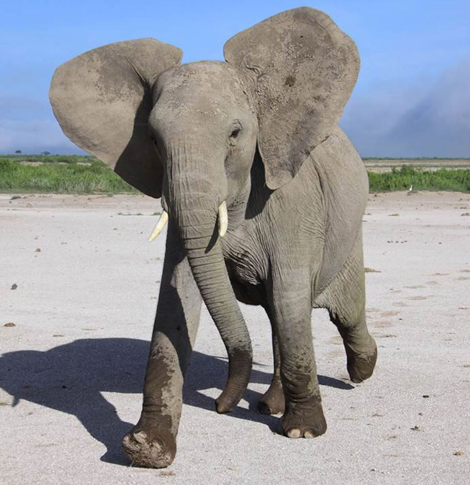 A wild elephant in Amboseli National Park in Kenya reacts to sound played by scientists in experiments that show they can distinguish between human languages and genders. Elephants are so clever they use their famed memory to be discriminating listeners of humans.