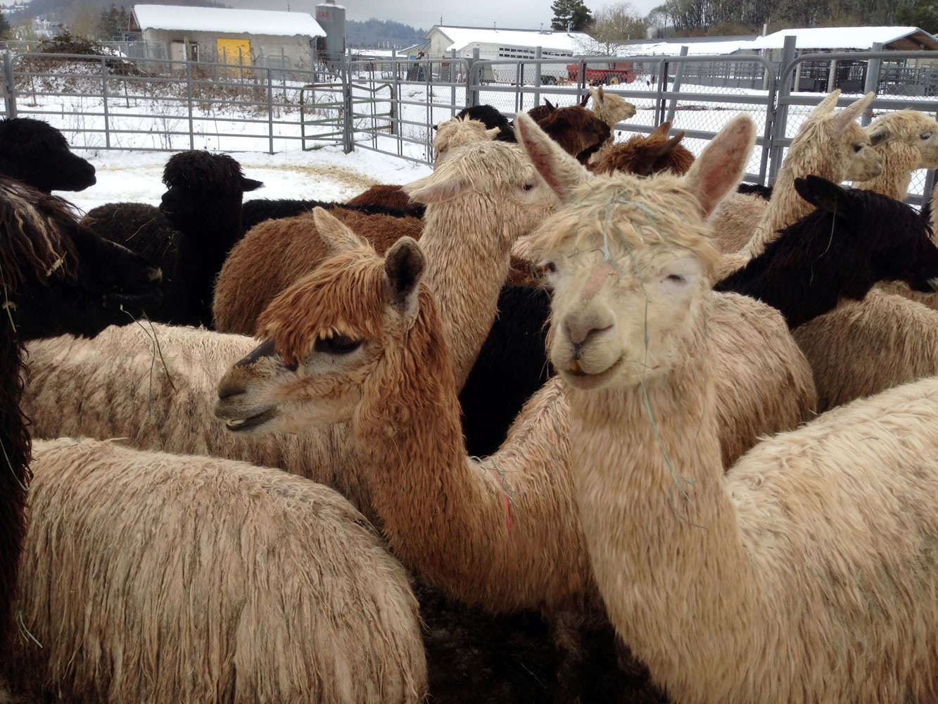 Larry Pribyl/Oregon State University
Starving alpacas are being cared for at Oregon State University's College of Veterinary Medicine in Corvallis, Ore., after being seized from a breeding ranch by Polk County Sheriff's Office. Deputies say about 175 alpacas were seized from owners Robert and Jocelyn Silver, who also face animal neglect charges.