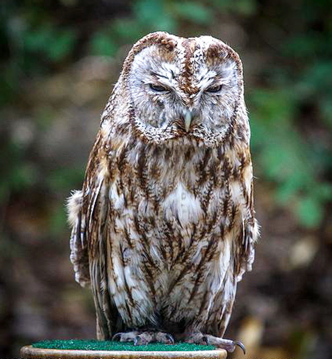 A tawny owl named Sherman, for Seattle Seahawks cornerback Richard Sherman, was stolen Friday in Selah.