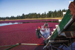Oregon cranberry growers report mixed results this season.