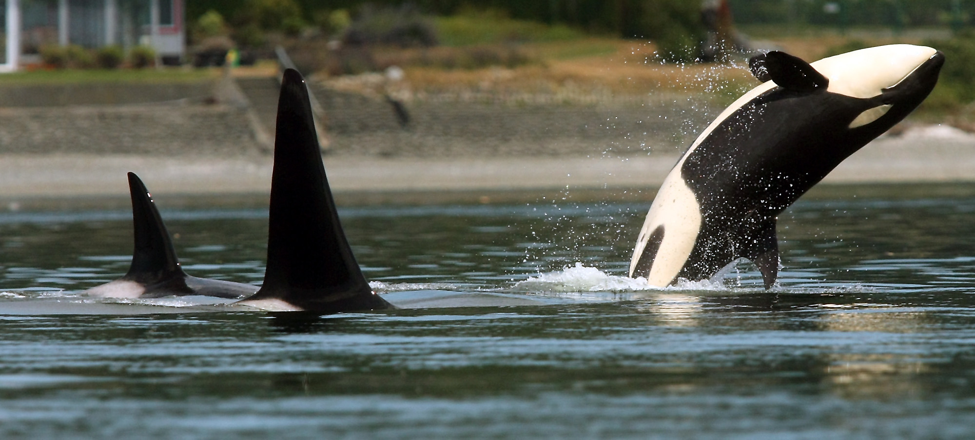 An orca breaches as the pod swims through Liberty Bay in Poulsbo on July 18, 2013.