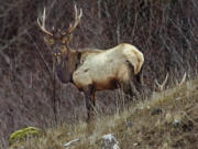 Elk season continues through Nov. 18 in most of Western Washington.