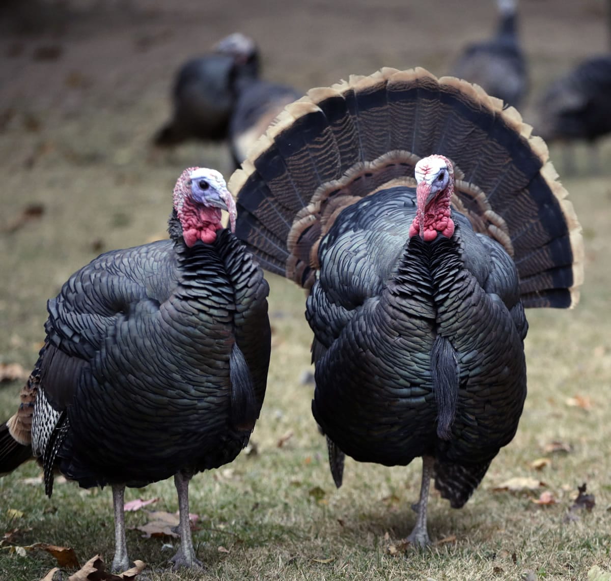 Turkeys -- at least in a wild form -- can fly.