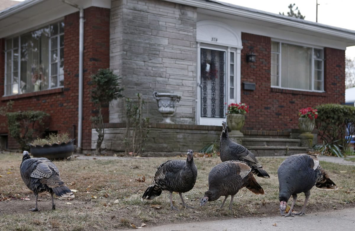 Wild turkeys nibble in front of a house in Staten Island on Monday in New York.