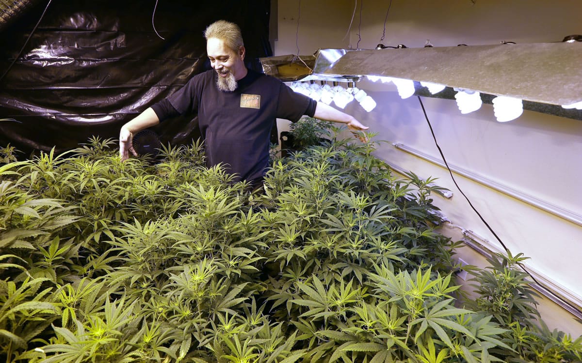 Dave Kois shows visitors his marijuana plants in a grow room of his Loaded Soda business, which provides marijuana-infused products such as soda and chocolate, to medical marijuana dispensaries.