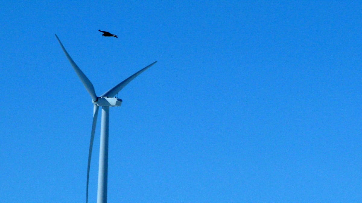 A golden eagle flying over a wind turbine on Duke energy's top of the world wind farm in Converse County Wyo.