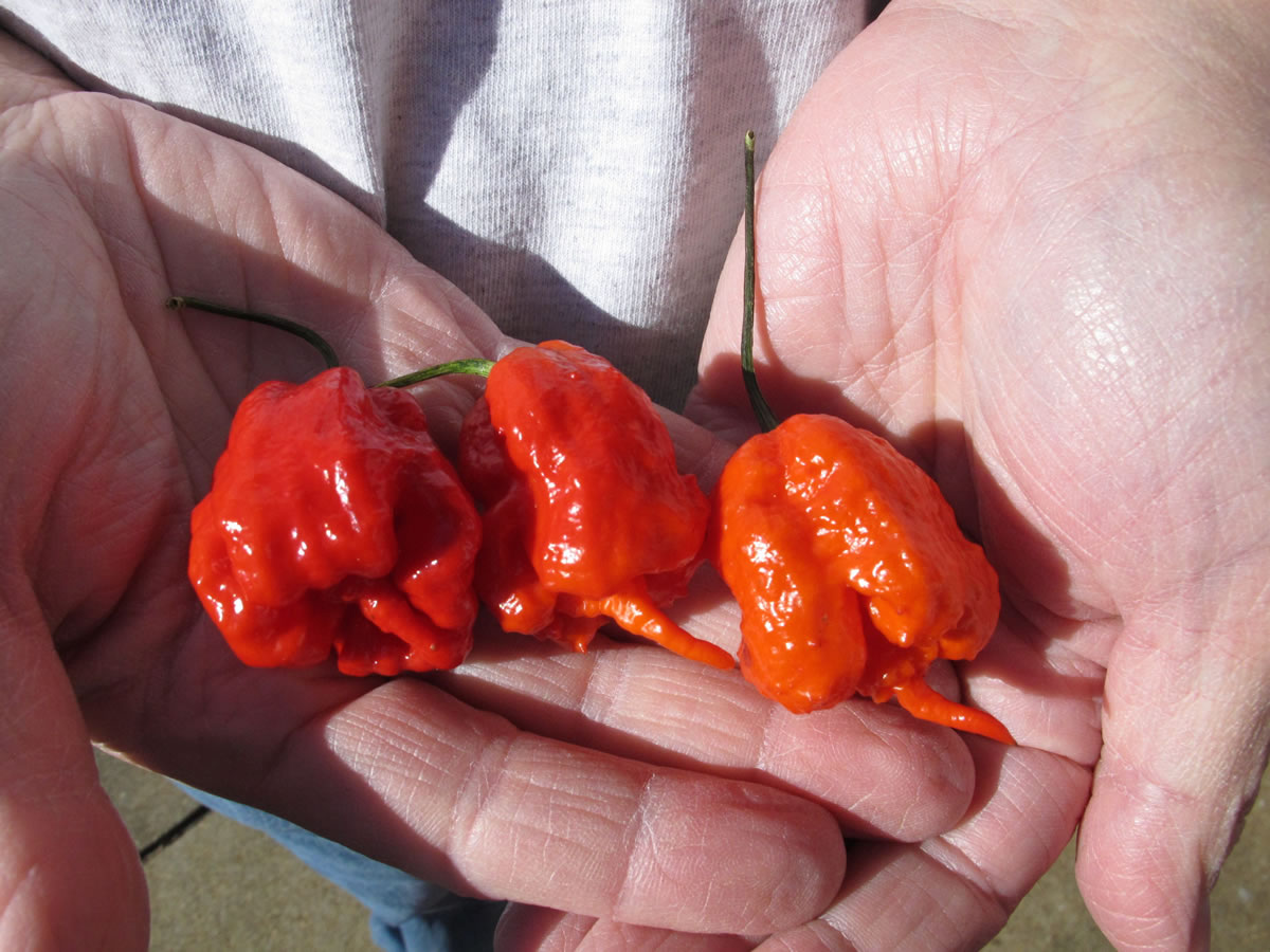 Ed Currie holds three Carolina Reaper peppers, in Fort Mill, S.C.