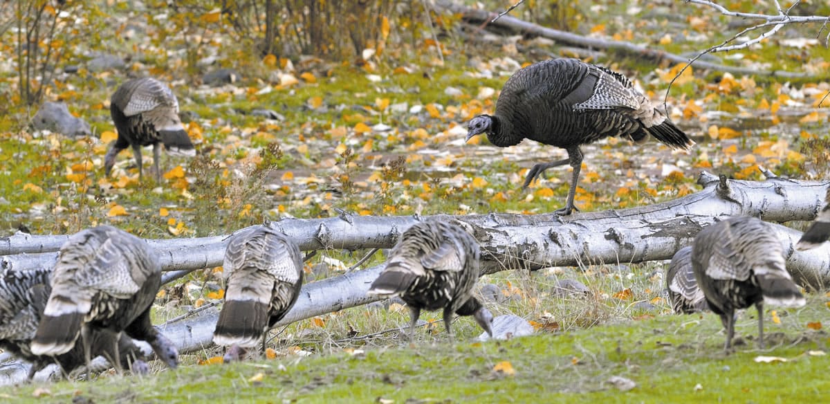 Turkeys search for food on a fall day.