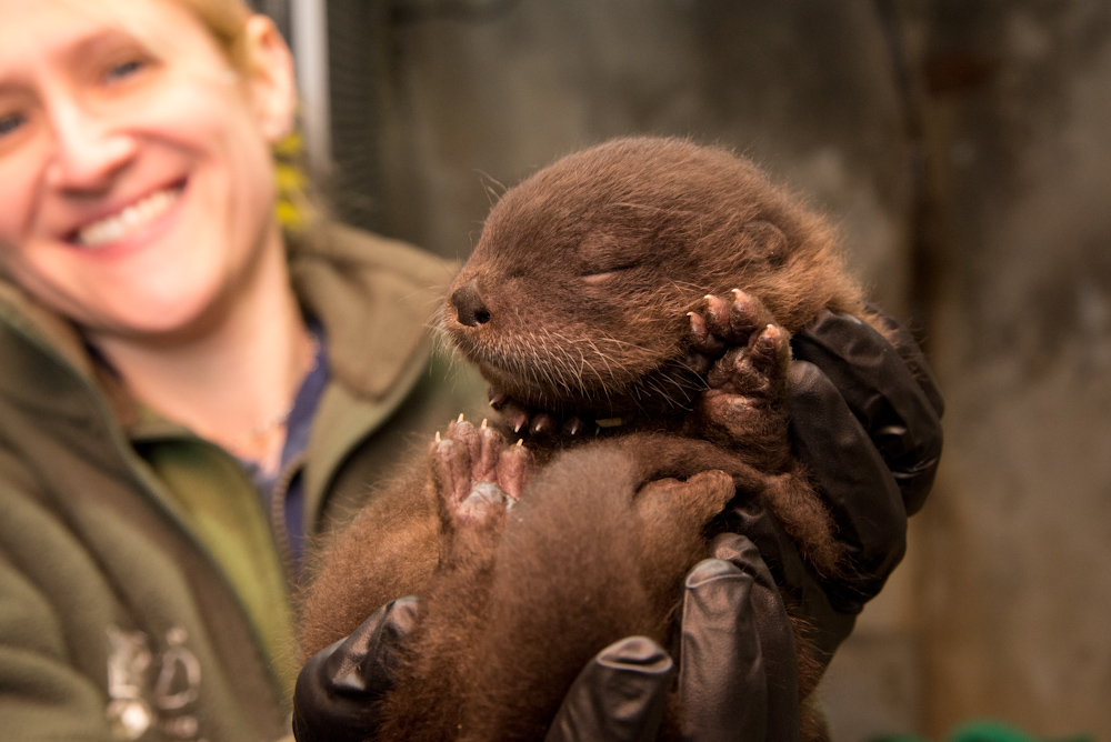 Keeper Virginia Grimley examines Ziggy, a 6-week-old river otter at the Oregon Zoo.