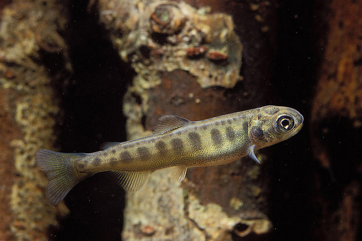 Two-inch juvenile chinook salmon that had not been in the wild were used for the testing.