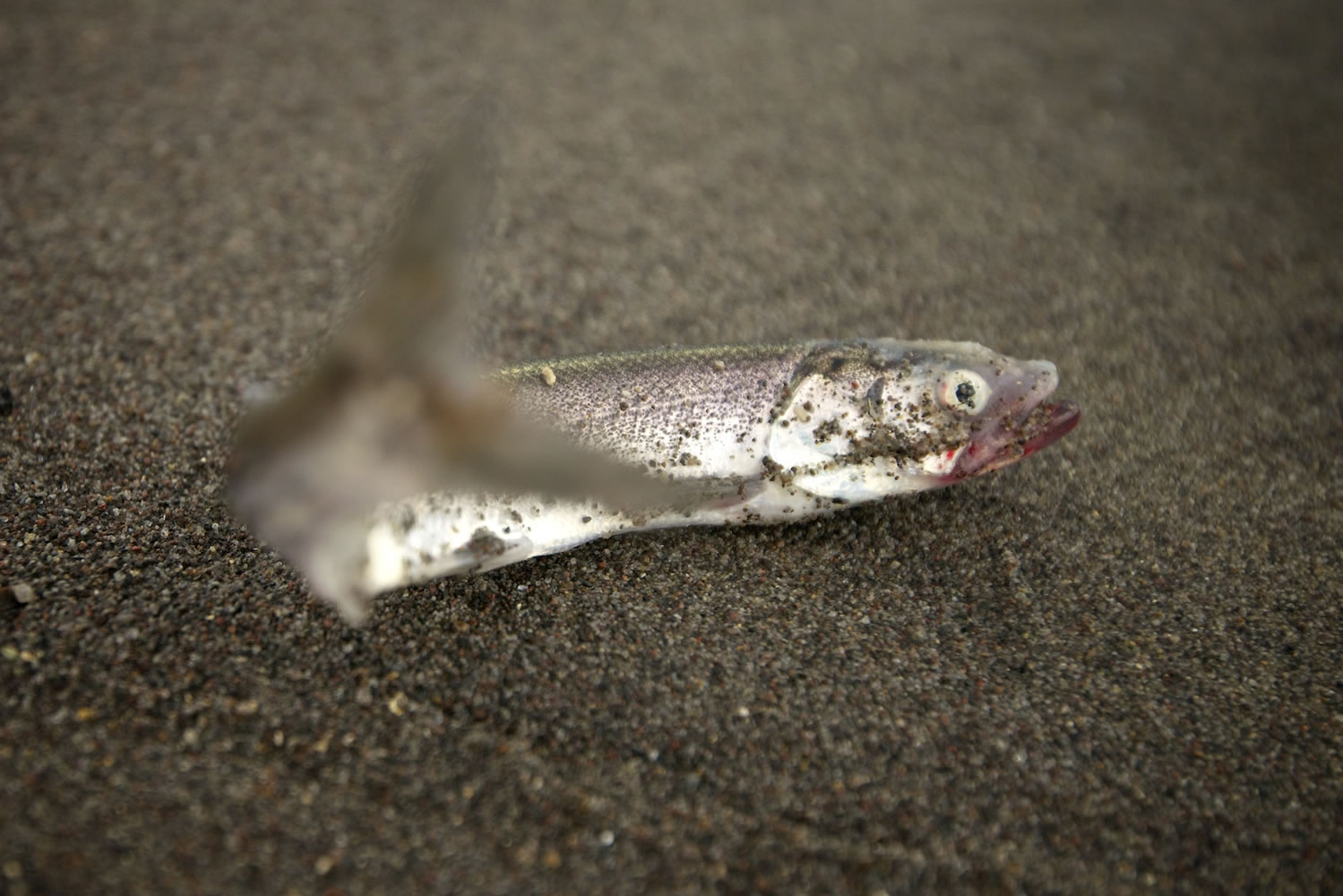 Smelt littered the beaches of the lower Columbia River during the huge run in 2013.