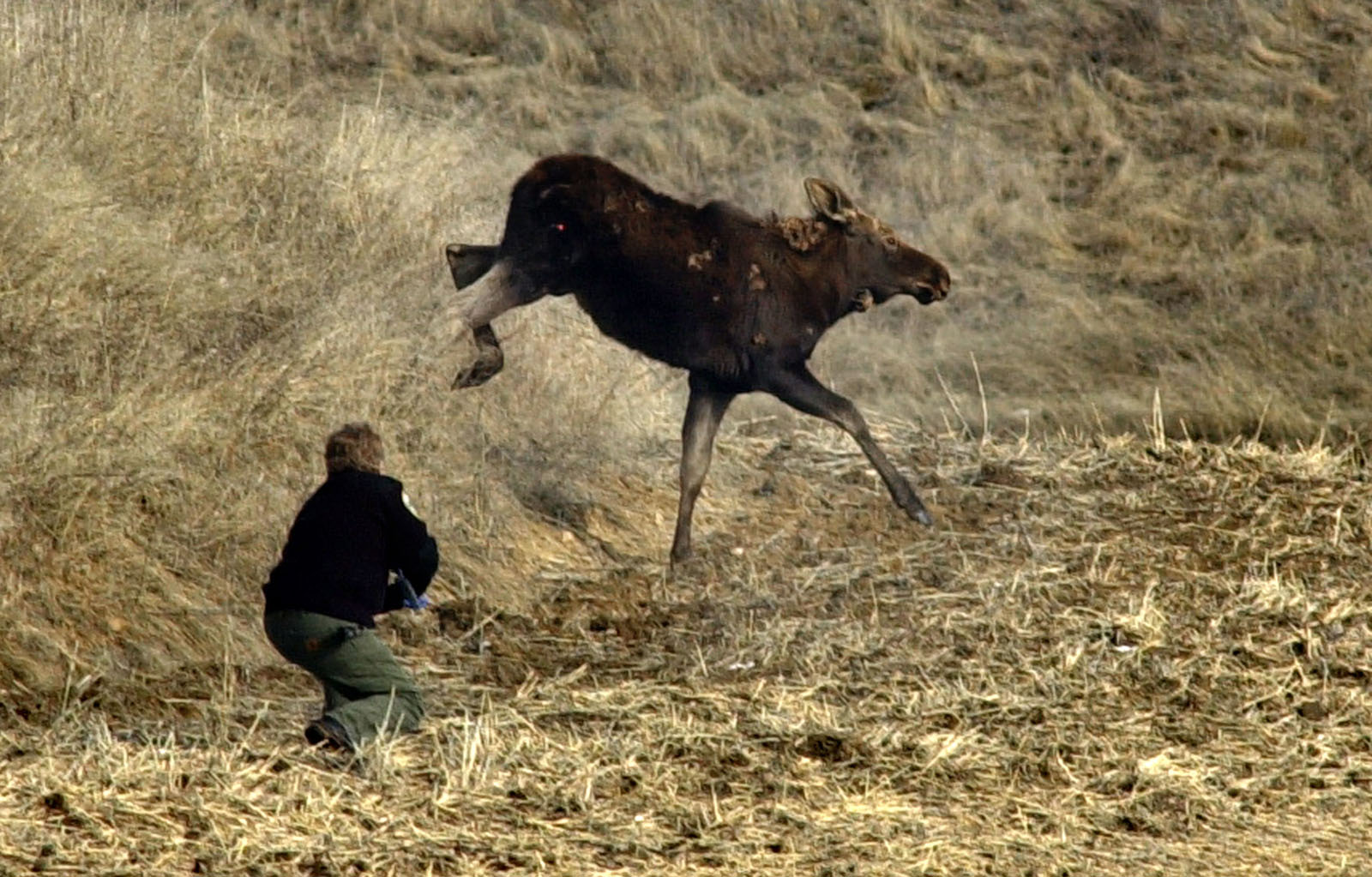 Biologist Woody Myers tranquilizes a moose near the community of Dusty in Whitman County.