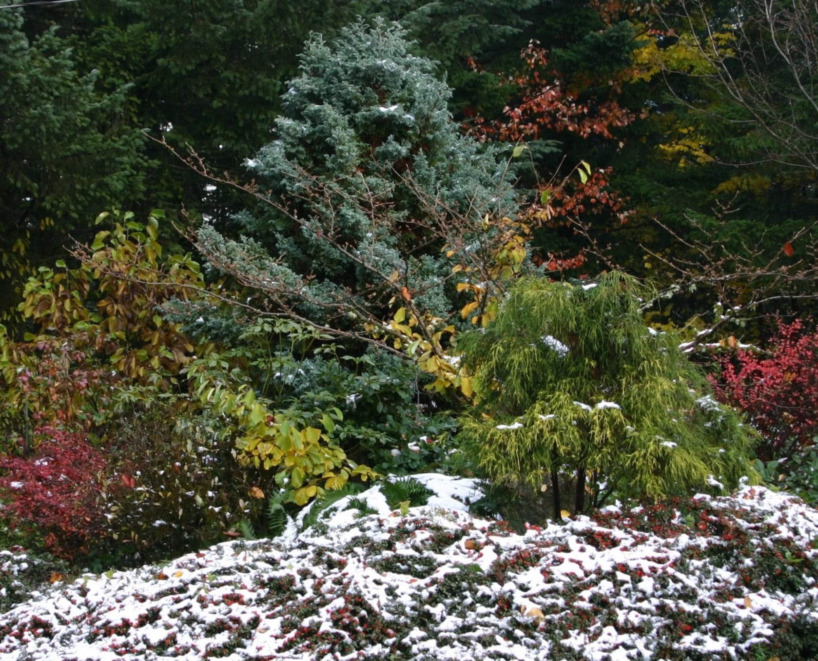 After a cold snap and a light dusting of snow, evergreens stand out in the winter landscape.