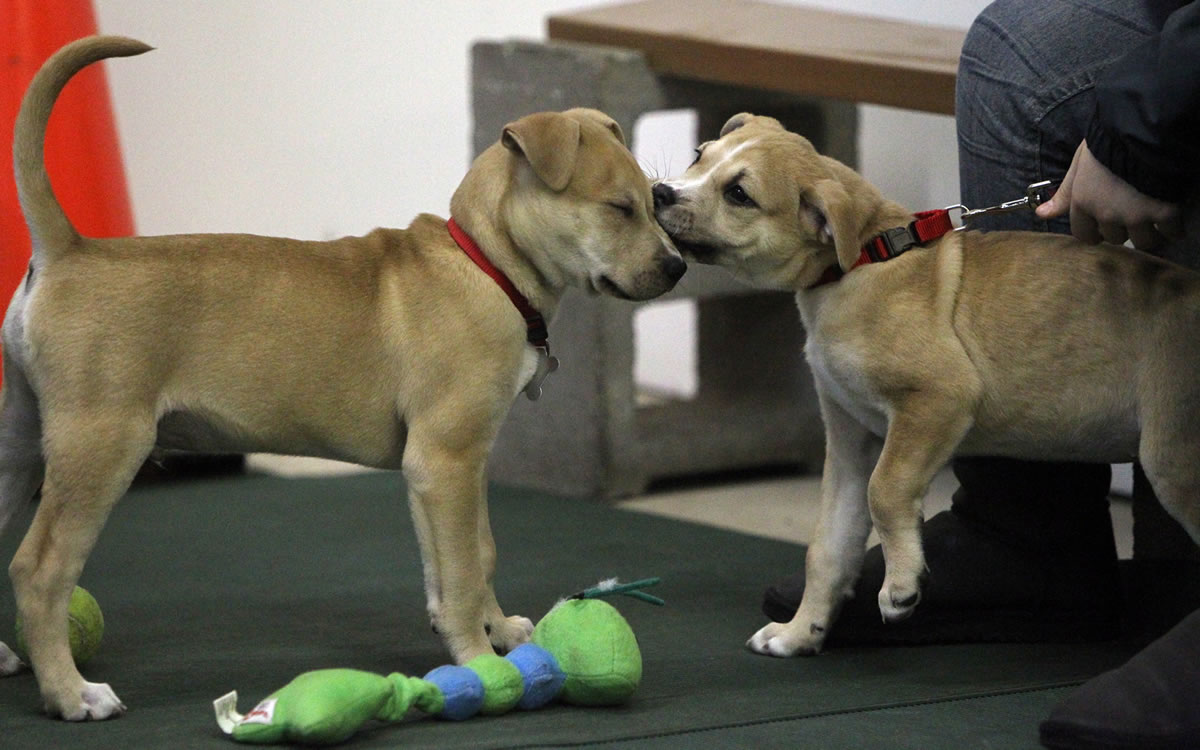 Littermates Maxx, left, and Roxie reunite during a basic puppy-training class.