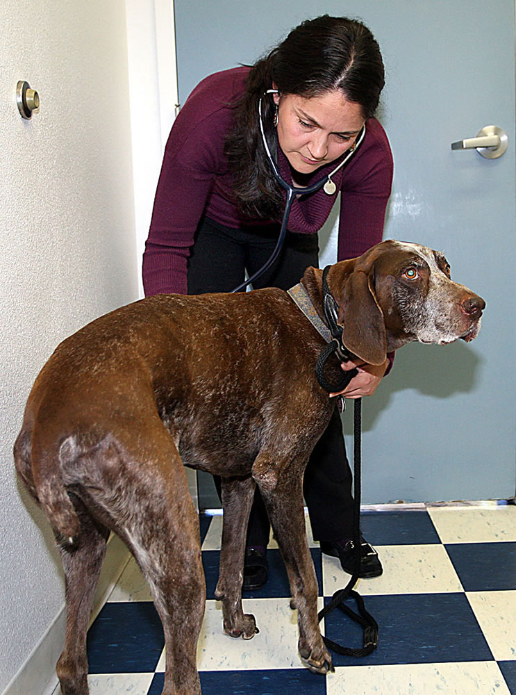 Dan Coyro/Santa Cruz Sentinel
Dr. Theresa Arteaga, veterinary oncologist, checks out her patient Otto at the Pacific Veterinary office in Capitola, Calif.