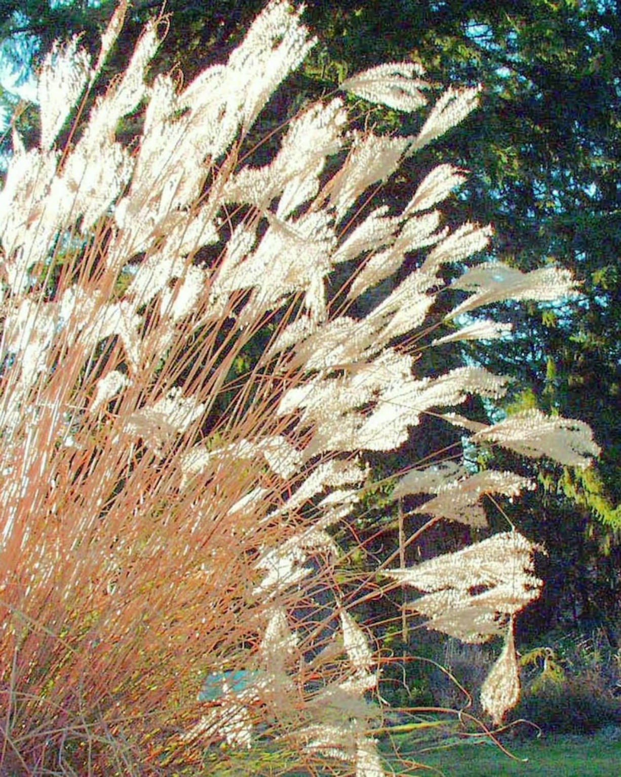 Even in late winter, the ornamental grasses maintain their presence in the garden.