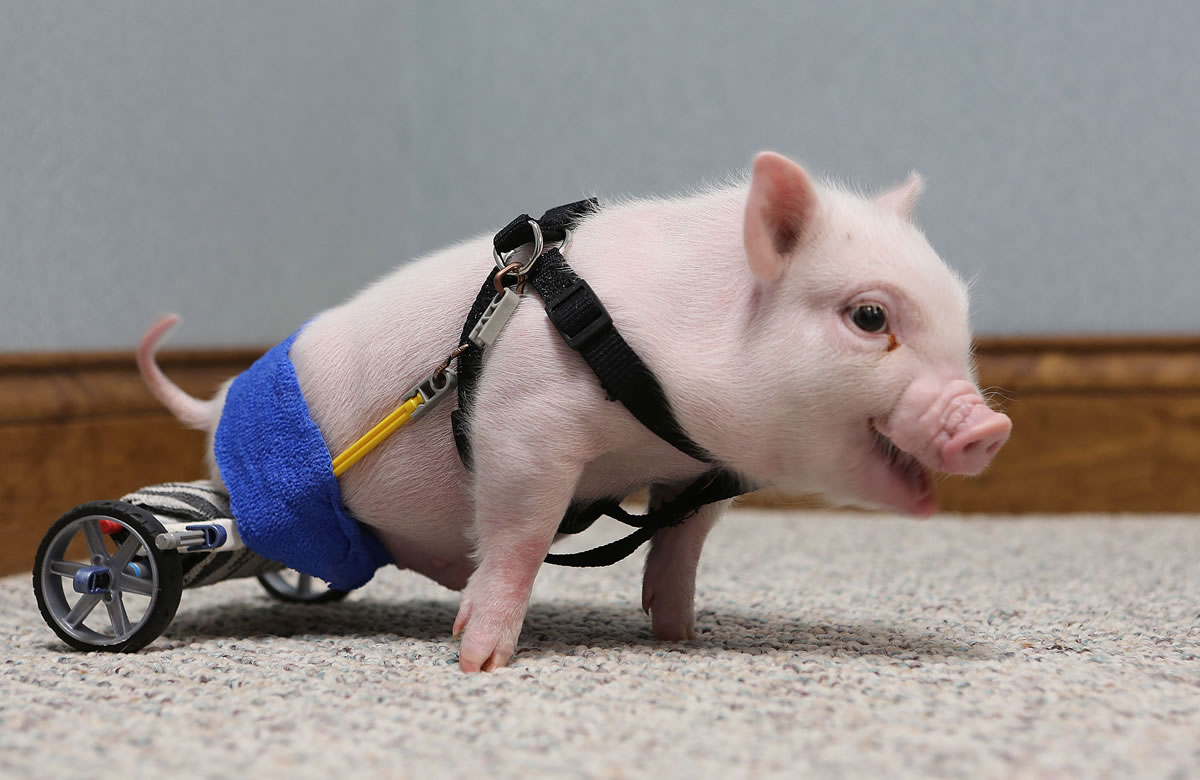 Chris P. Bacon was born without the use of his hind legs. Last month, Clermont, Fla., vet, Dr.