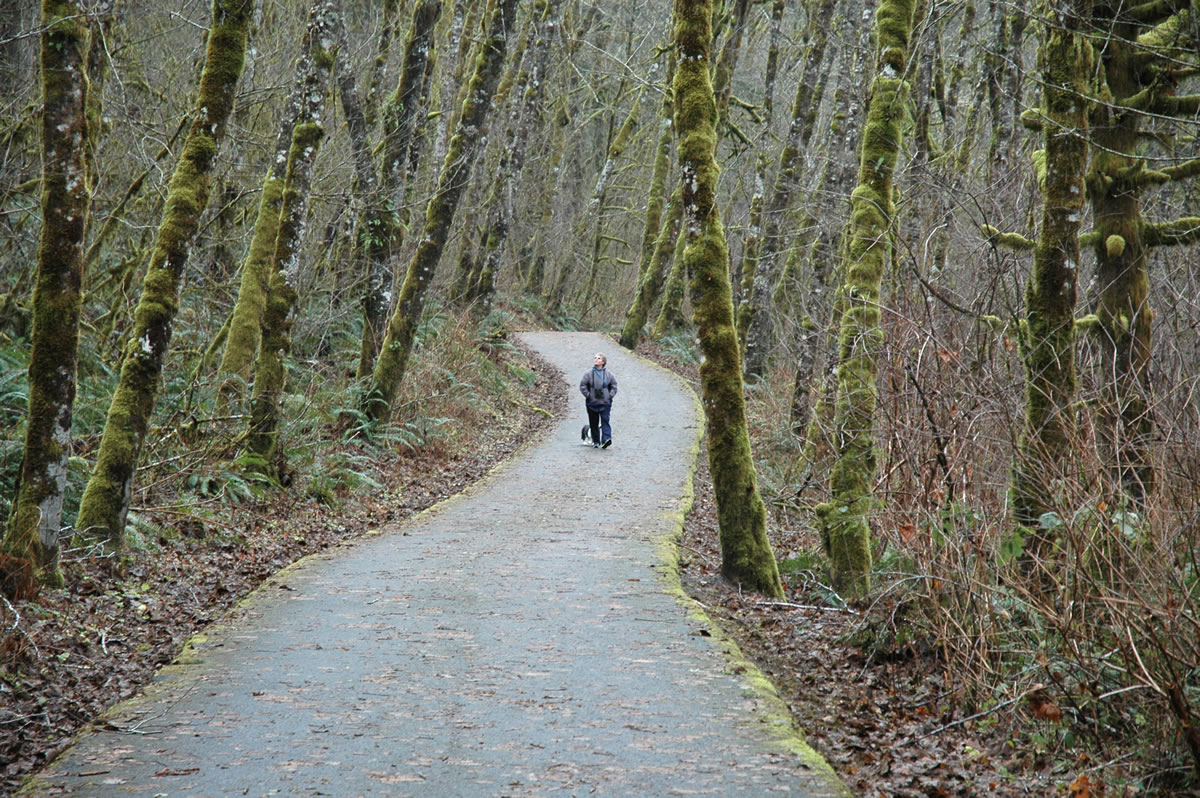 Trail along the East Fork of the Lewis River leading to Moulton Falls County Park.
