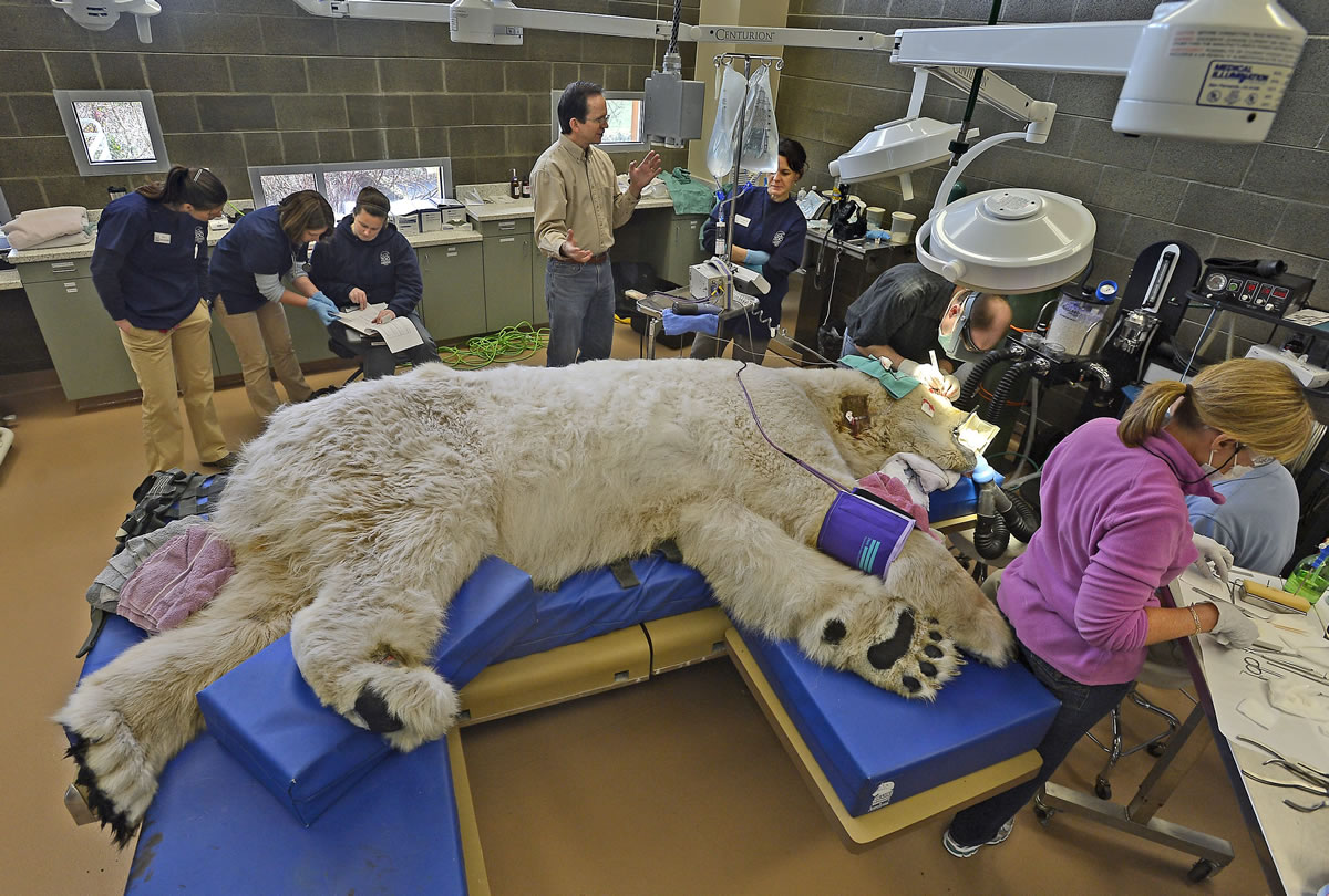 Boris the polar bear, 27, has a full physical exam Saturday at the Point Defiance Zoo &amp; Aquarium's animal hospital in Tacoma.