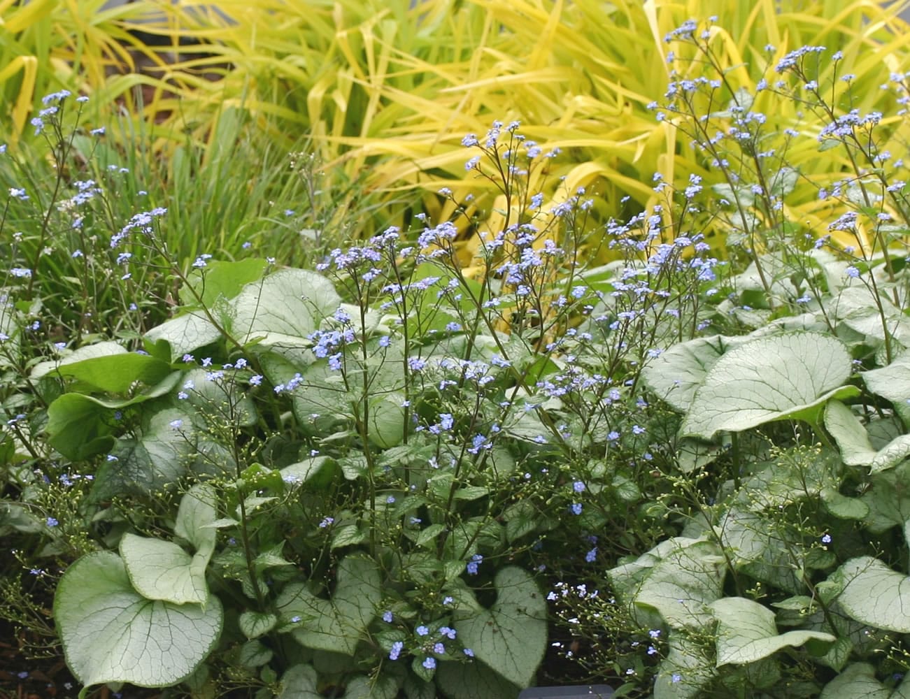 Brunnera 'Looking Glass' sports pale blue, forget-me-not flowers above a sea of silver-white foliage with contrasting green veins.