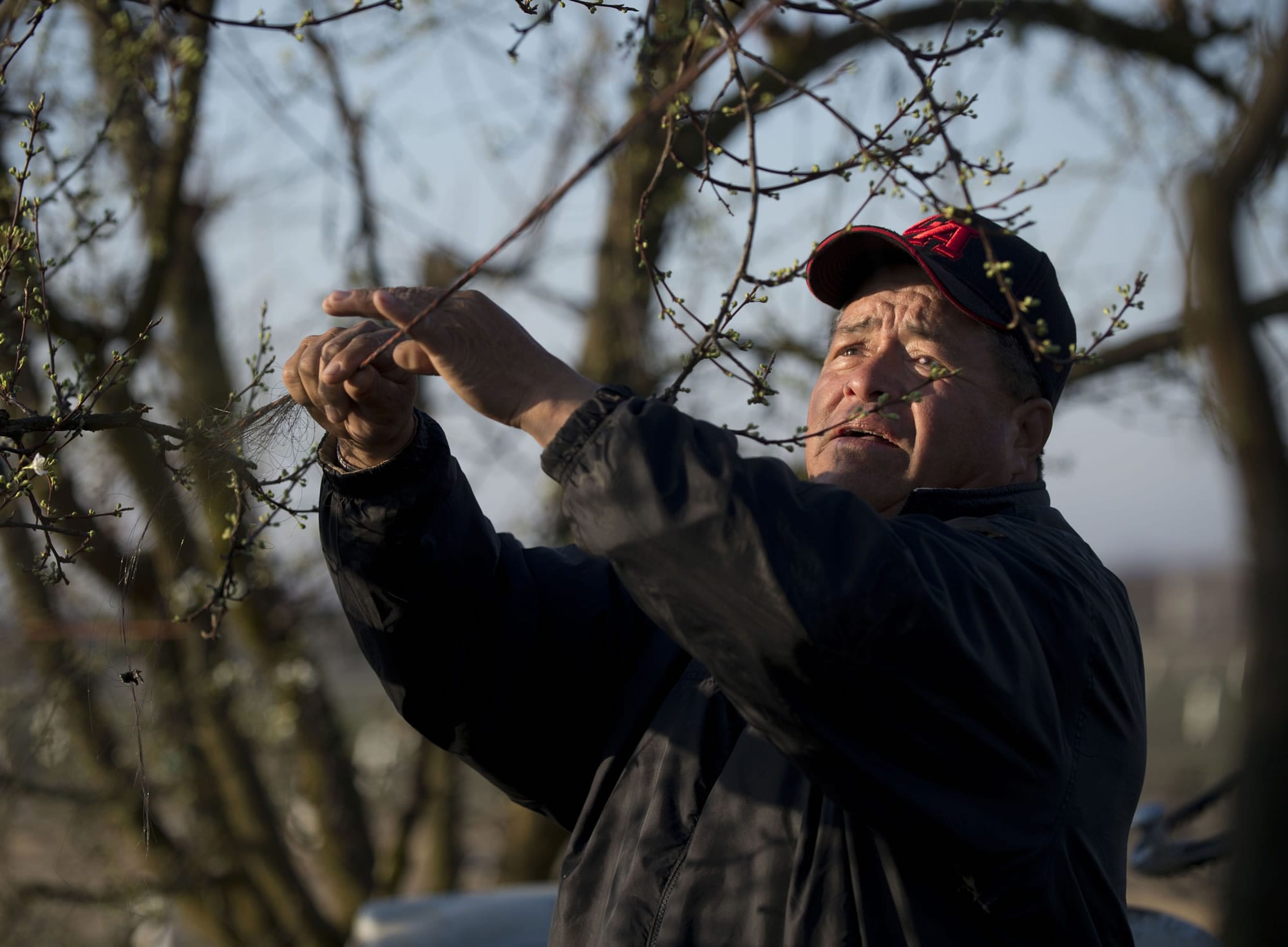 Magdaleno ties down branches on a plum tree orchard in Selma, Calif.