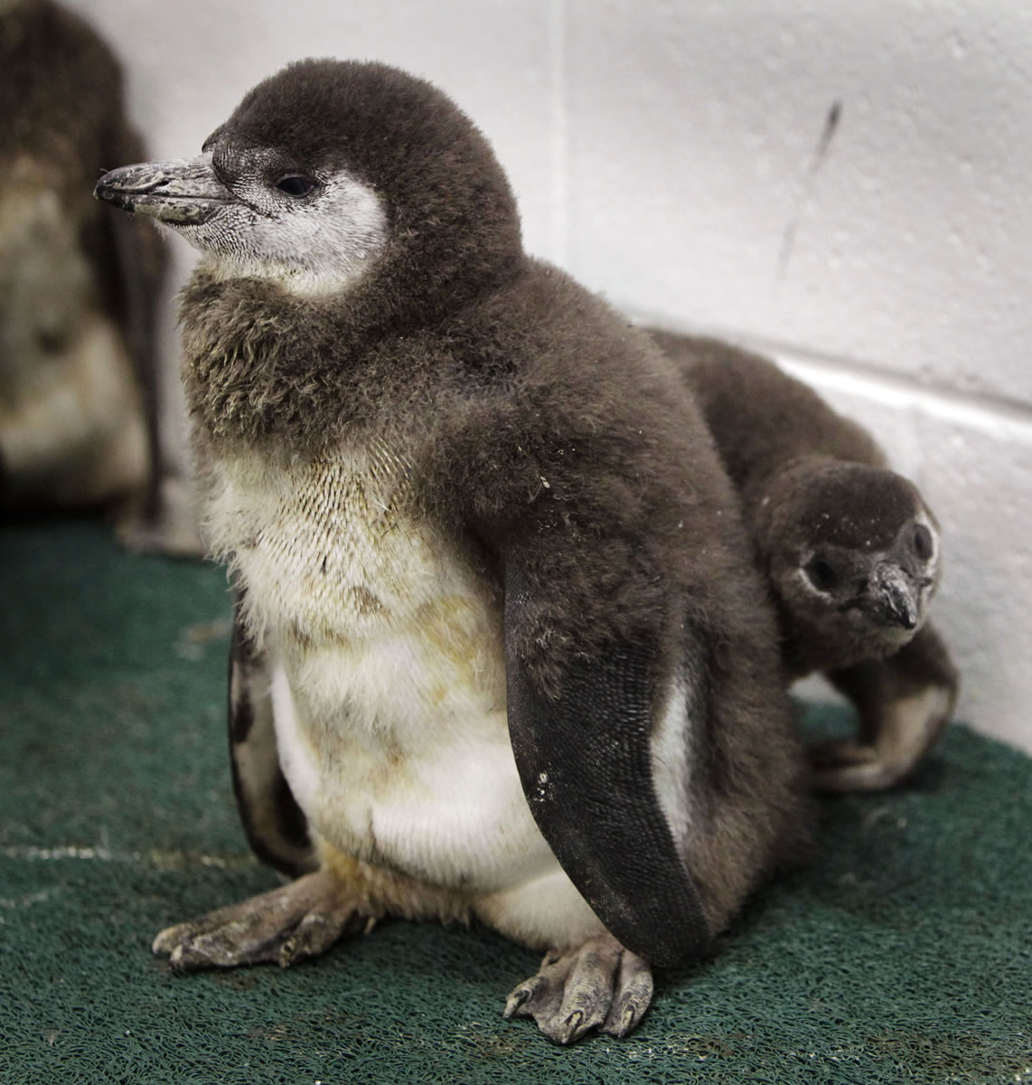 African Penguin chicks born in early January are cared for at the Georgia Aquarium in early March.