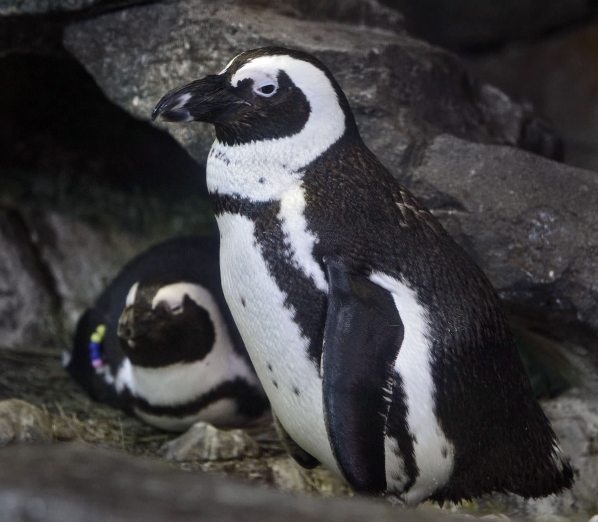 A mating pair of African Penguins nest with an artificial egg at the Georgia Aquarium on March 1.