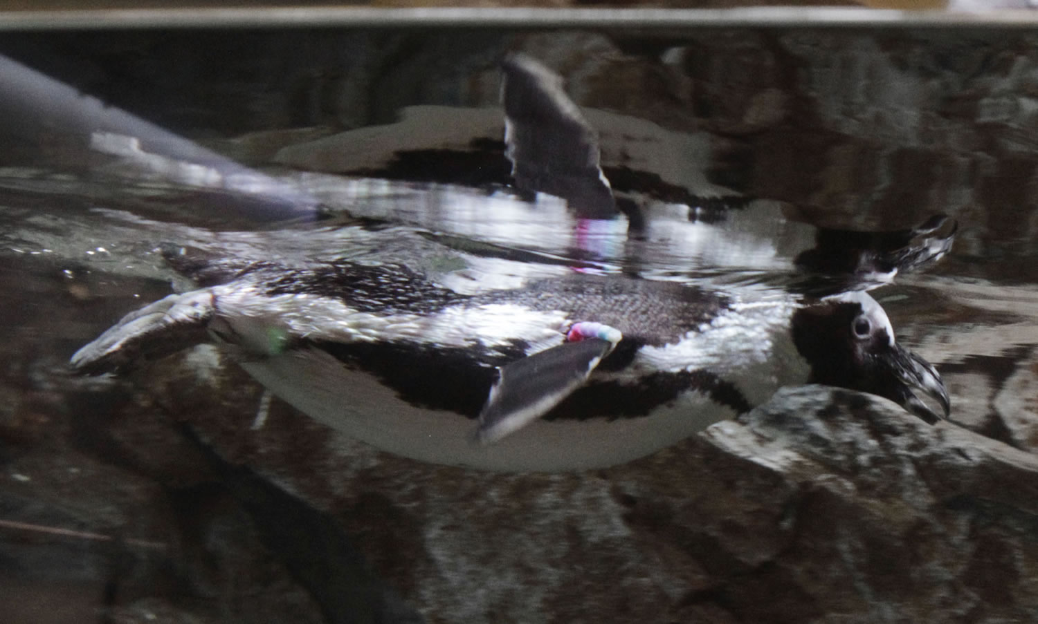 An African Penguin glides through the water at the Georgia Aquarium on March 1.