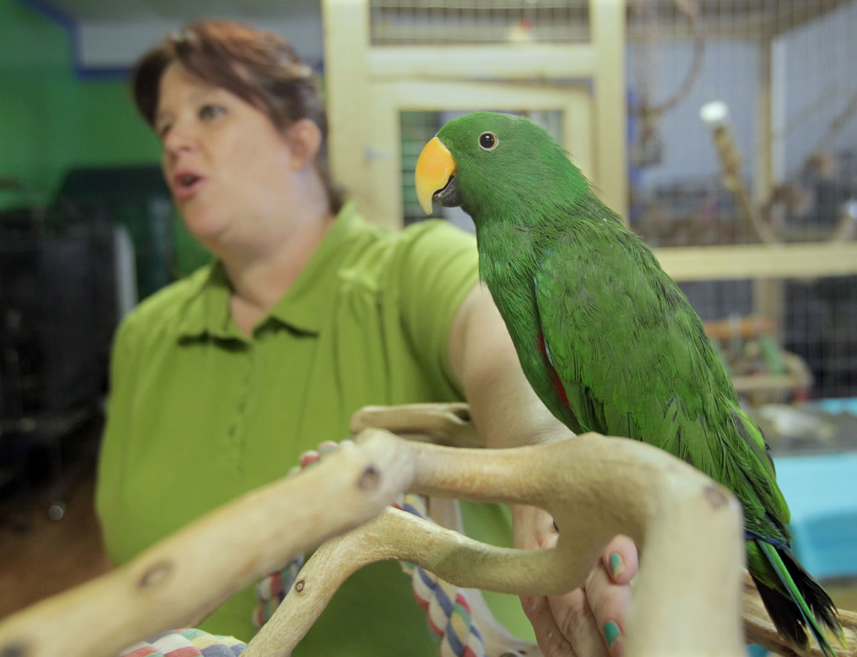 Bird Nerd Rescue Sanctuary volunteer and adoption coordinator Connie Phillips talks about birds as an Eclectus parrot looks on at the Canton, Ohio, facility.