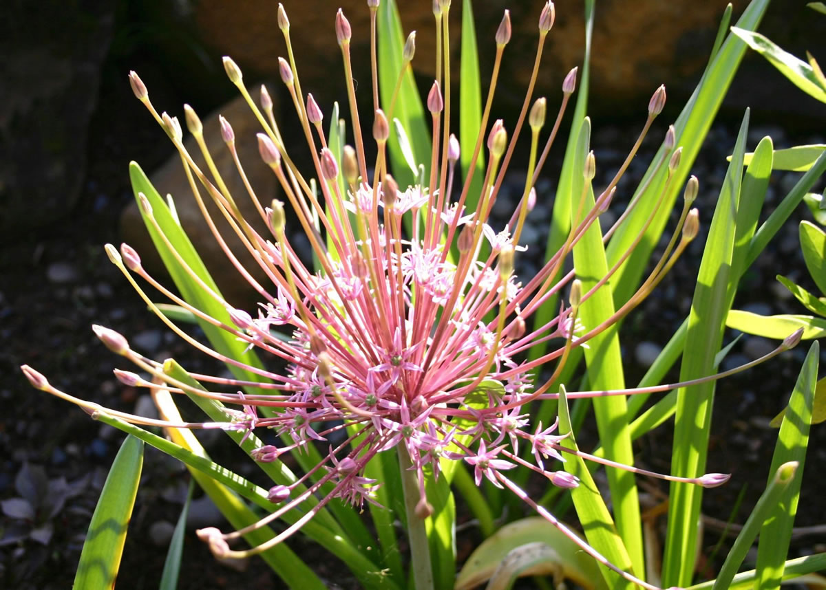 Robb Rosser
Allium Schubertii demonstrates a unique ability to be whimsical and elegant at the same time.