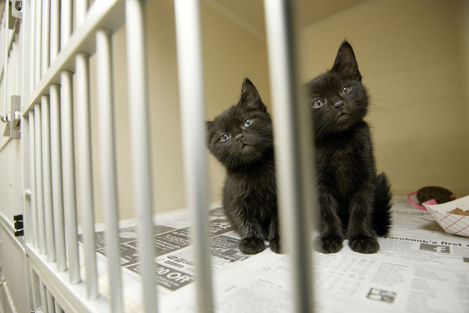 The Humane Society for Southwest Washington has accepted the Clark County commissioners' proposal for a one-year contract to house stray animals.