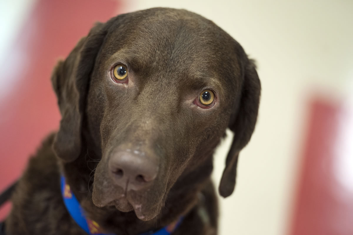 Lewis, a Chesapeake Bay retriever trained as a therapy dog, is calm at the Kennedy Krieger Institute in Baltimore, according to his owner, Amy Wernecke, although &quot;he's crazy at home sometimes.&quot;