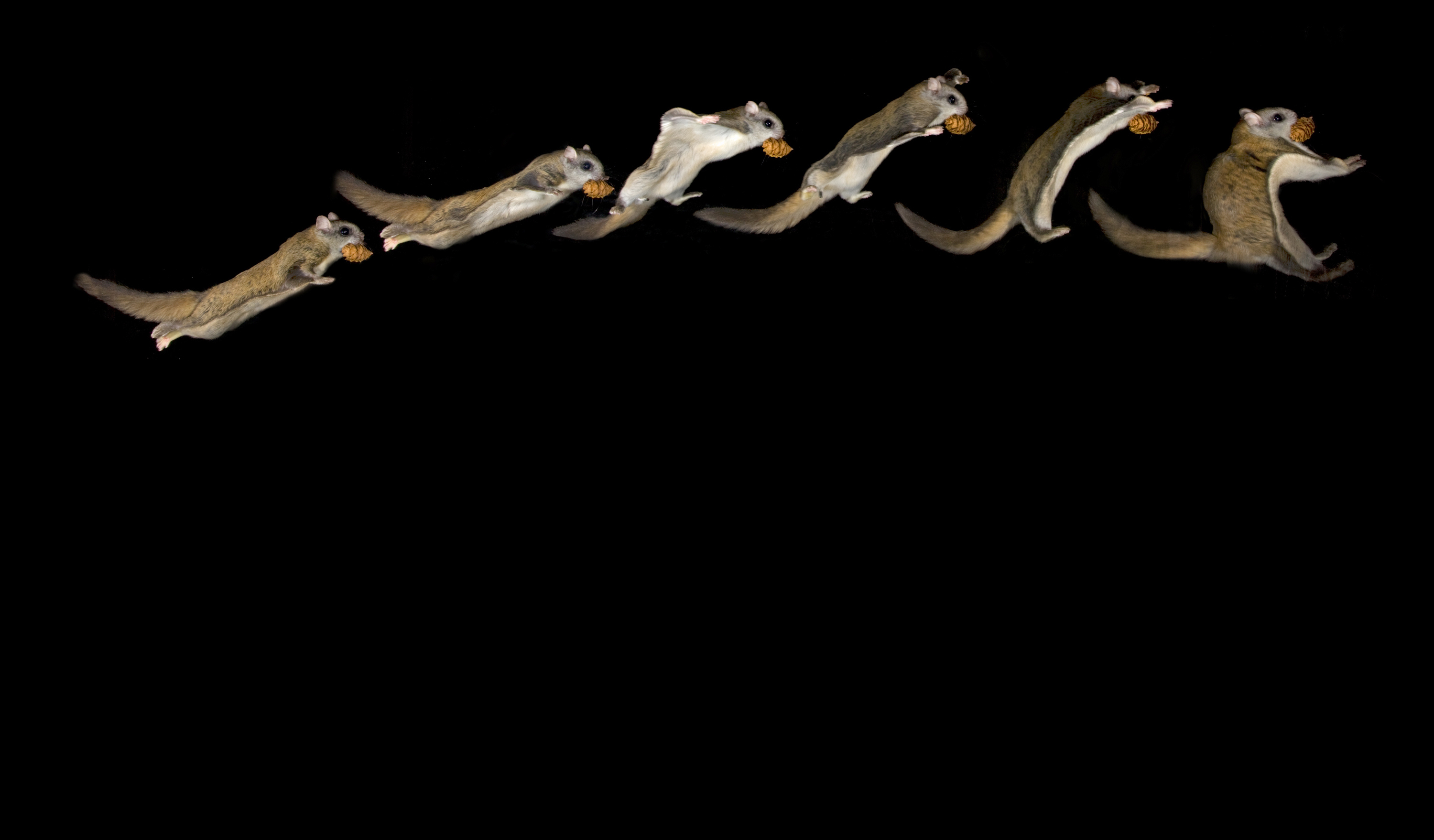 Alexander Badyaev, a University of Arizona professor of evolutionary biology who regularly conducts northern flying squirrel research in the forests of Montana, photographed this squirrel gaining altitude.