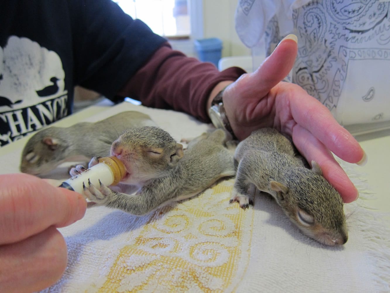 Baby squirrels are fed at Second Chance Wildlife Center in Gaithersburg, Md.