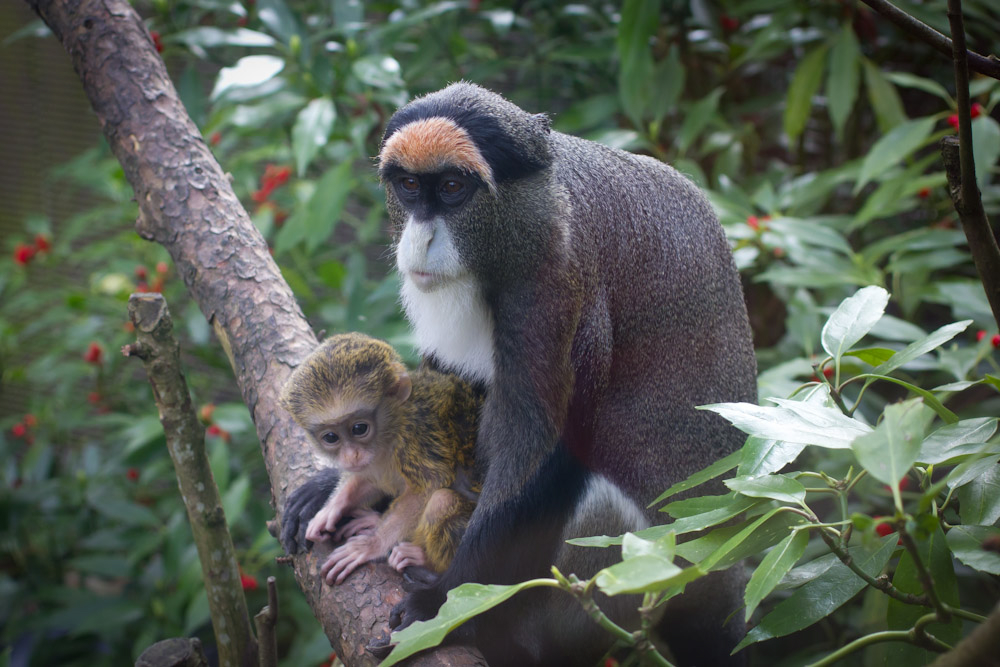 De Brazza's monkey Brooke cares for her baby at the Oregon Zoo.
