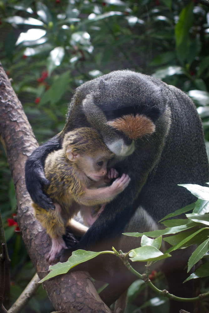 De Brazza's monkey Brooke cares for her baby at the Oregon Zoo.