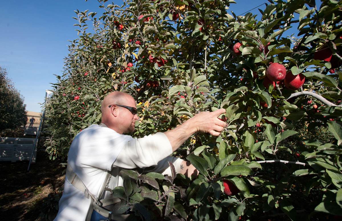 A worker picks apples at a McDougall &amp; Sons orchard in the Quincy area.