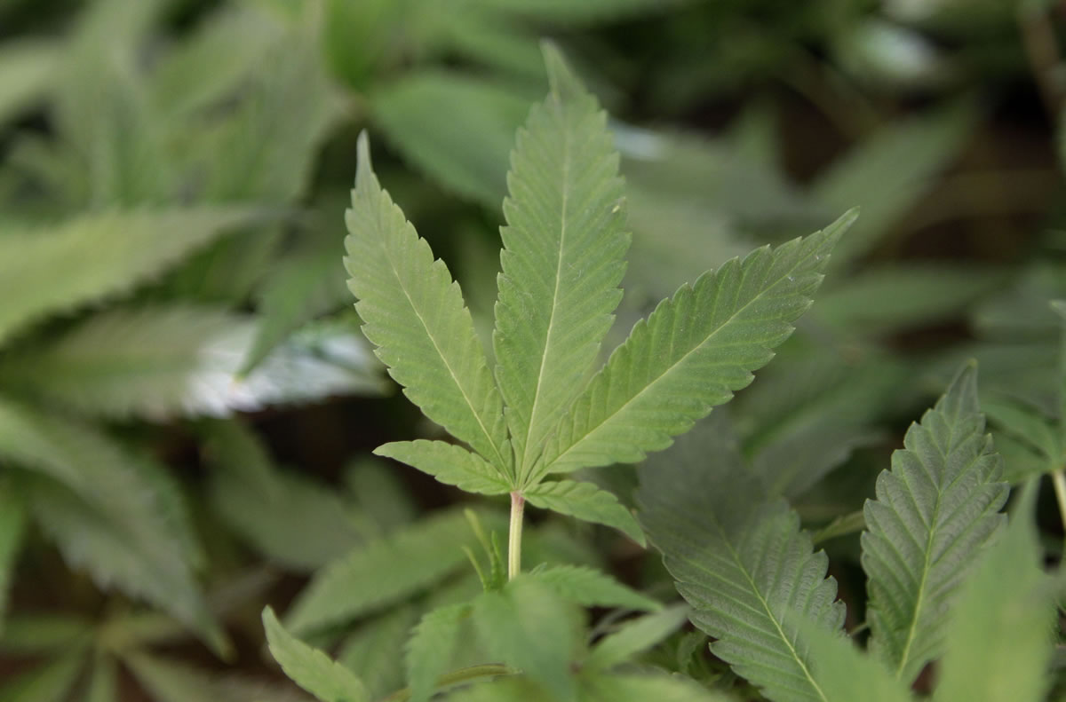 Clark County is extending a ban on collective marijuana gardens for up to another year.