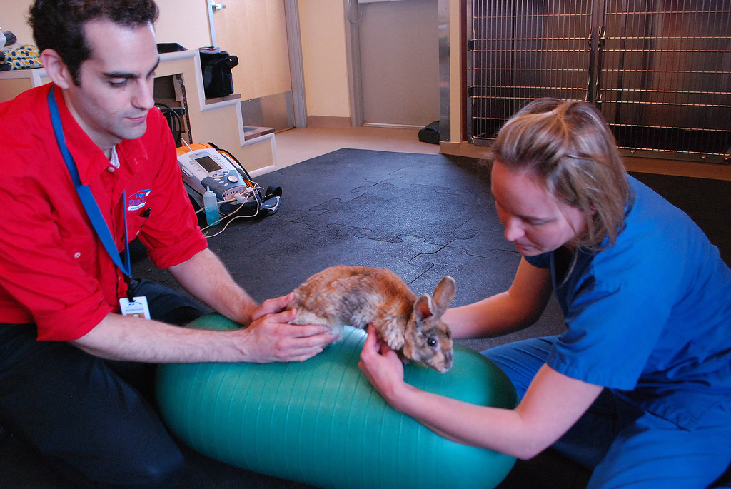 Adam Goldfarb and Renee Mills, of VAC Veterinary Referral Associates in Gaithersburg, Md., help Goldfarb's 10-year-old rabbit, Topper, work on leg strength by using an exercise ball, or physio ball.