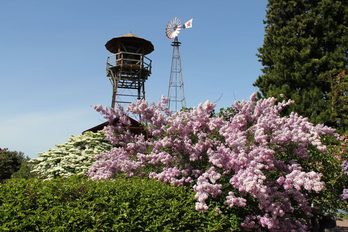 Rooftops, trees and sky stand out above flowering shrubbery at the Hulda Klager Lilac Gardens in Woodland.