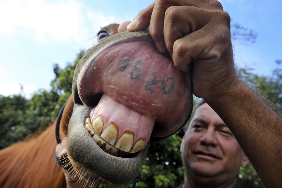Victor Cutino shows off rescued horse, Dreamer's thoroughbred tattoo on the inside of her lip at his horse rescue organization called Peaceful Ridge Rescue in Davie, Fla.