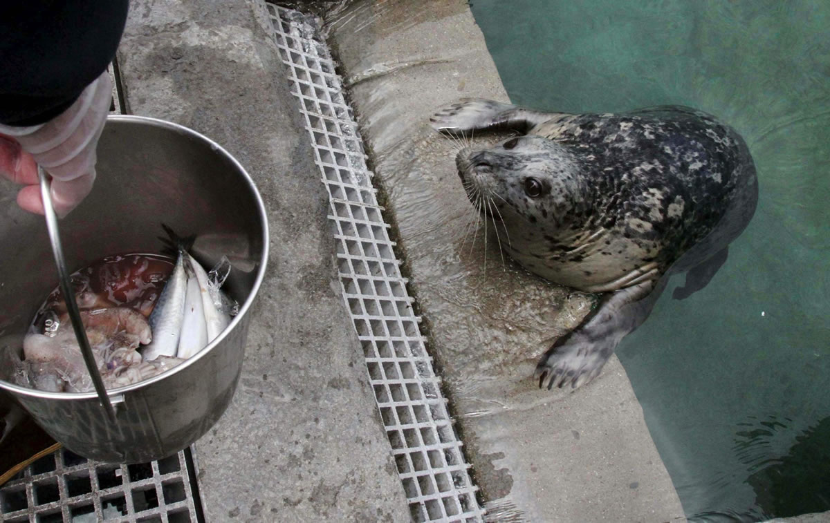 Native to Puget Sound, the harbor seals eat herring, squid, mackerel and capelin.