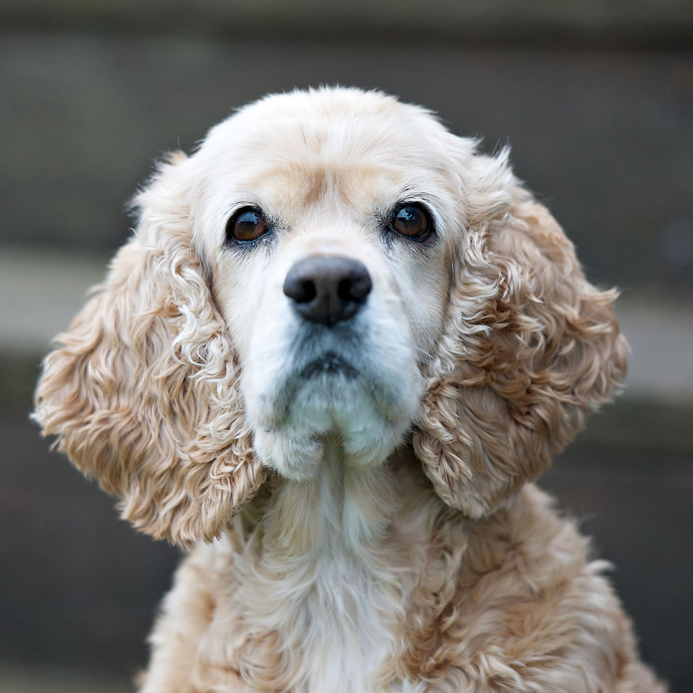 Hello. I'm Penny, an 8-year-old cocker spaniel. My mom went to an adult foster care facility and couldn't take me with her. But now I'm warm and safe, and I think it's time for me to find my very own forever lap. I'm currently holding try-outs for people with the right qualities: warm lap, soft touch, gentle voice, and maybe some tasty treats.