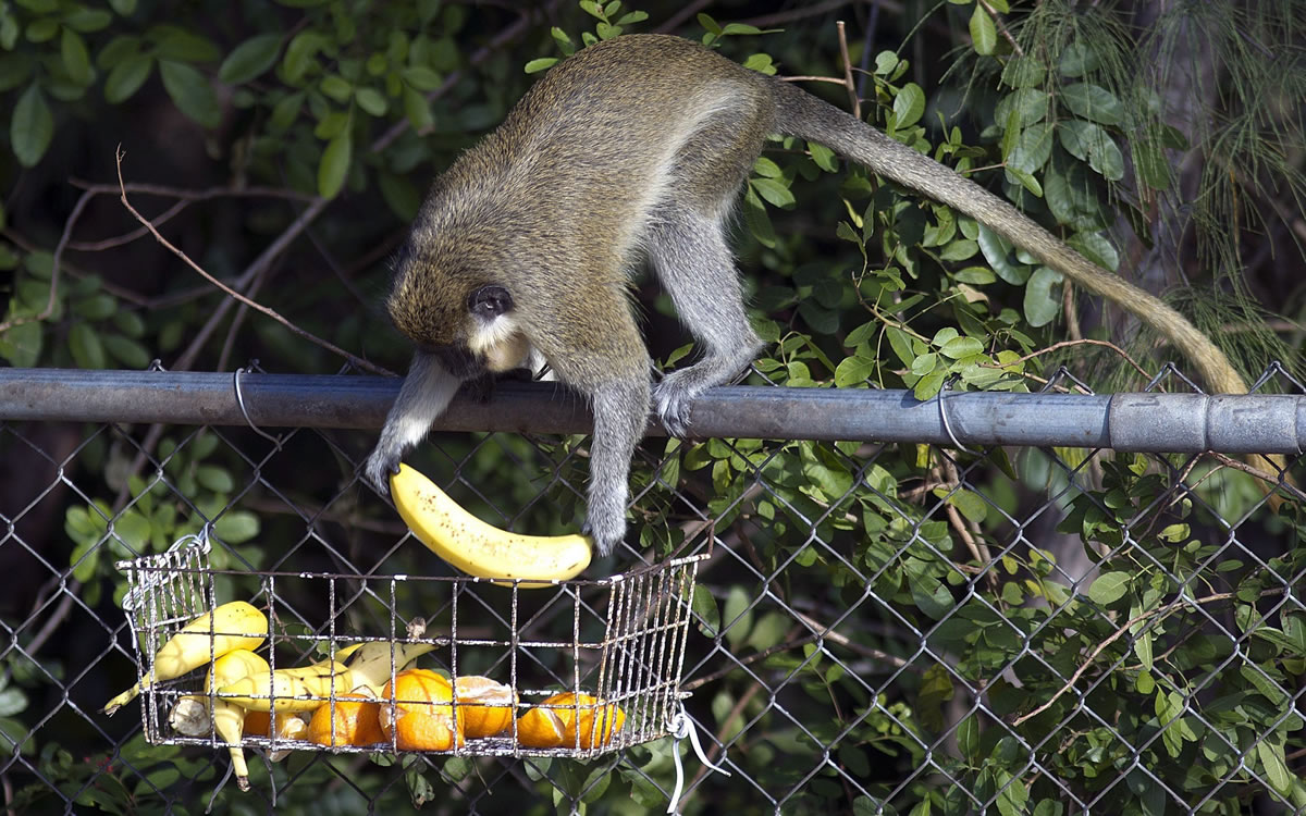 A vervet monkey grabs fruit hung on a fence behind a motel in Dania Beach, Fla., in 2010.
