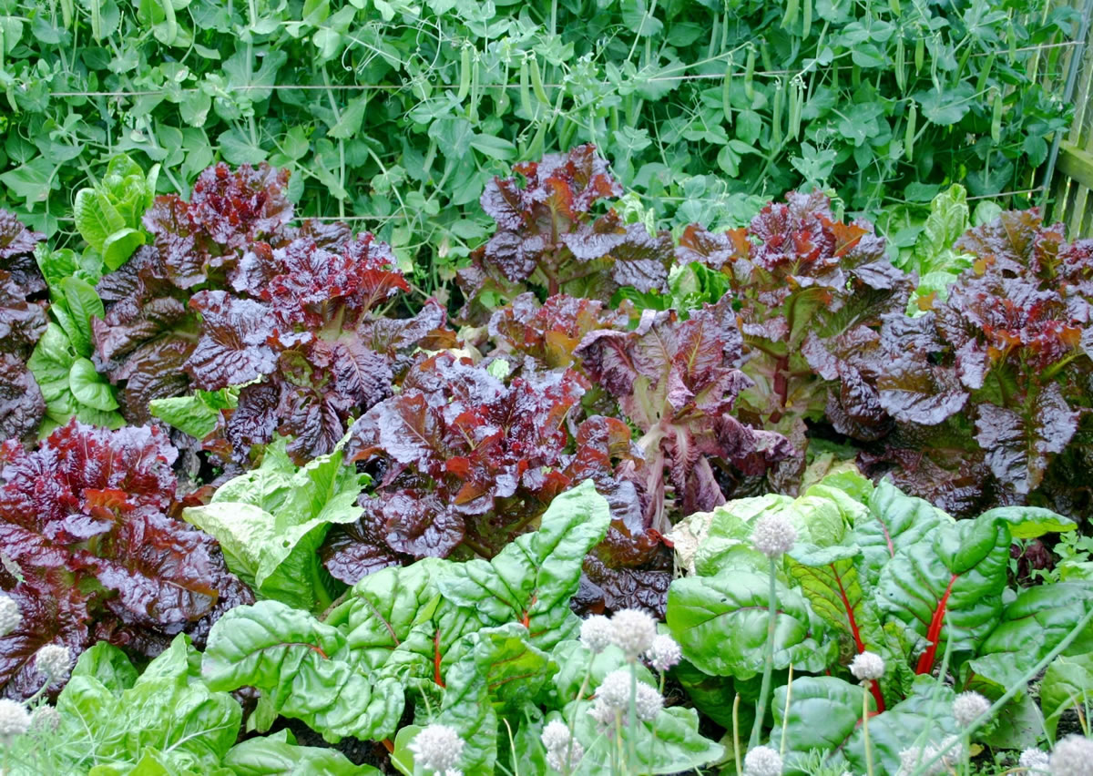 Lettuce, chard, chives and peas are just a few of the veggies that add color and interest to the decorative garden.