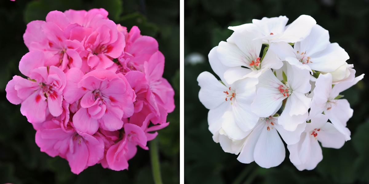 Ball Horticultural's Double Take Pink Plus Eye, left, and Double Take White are new interspecific hybrid varieties.