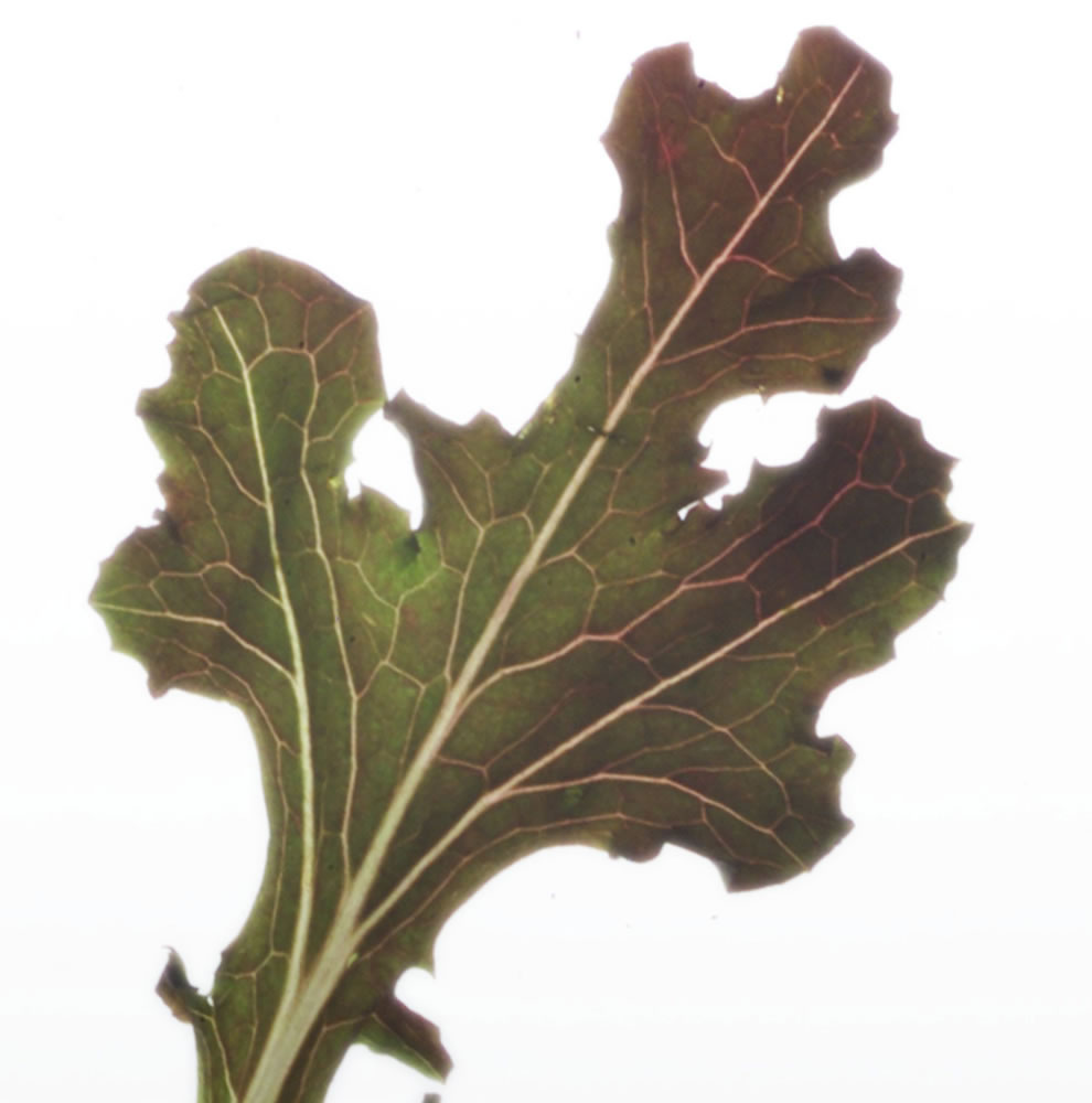 The red oak leaf: dark, curly, red-tinged fronds.