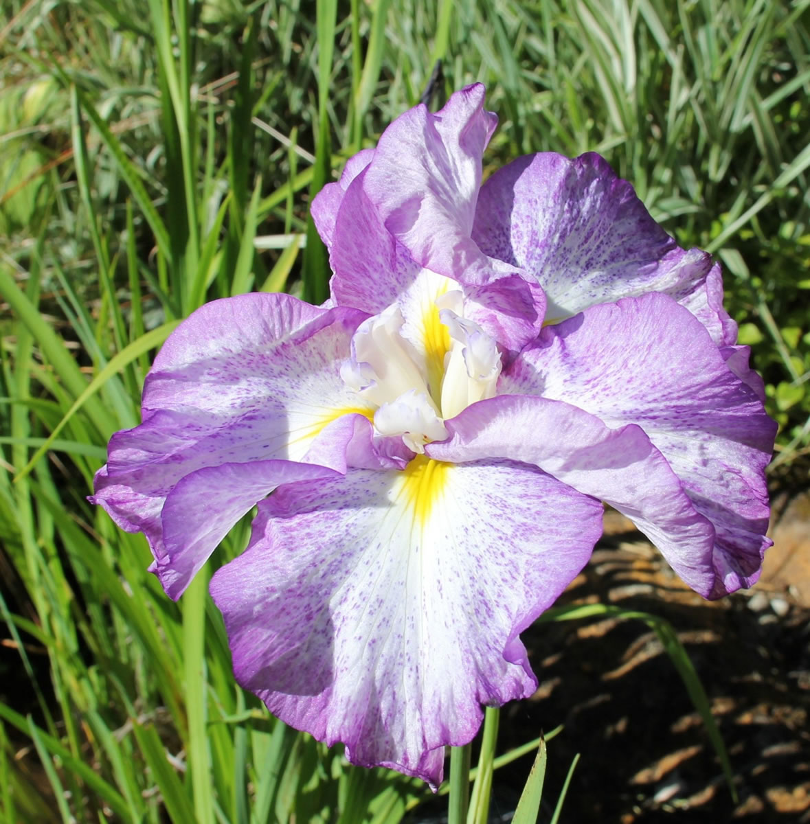 Flowers of the Japanese iris are short lived but well worth the impact they have on the garden.